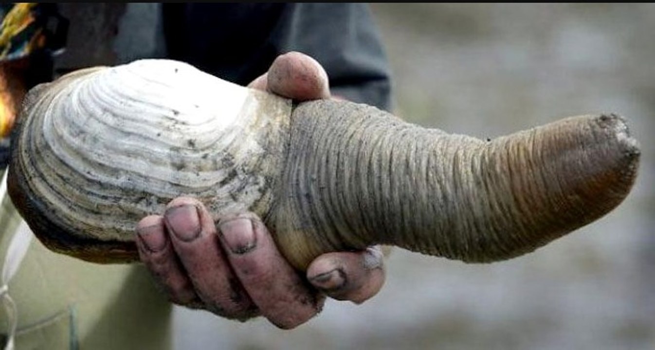 Geoduck nedir?