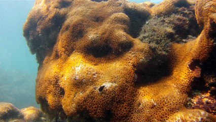 Apneia, mergulho contemplativo, Ubatuba, SP, Brasil, Marcelo Ambrogi, ILha do Prumirim, Litoral Norte, Ilhas e mares,