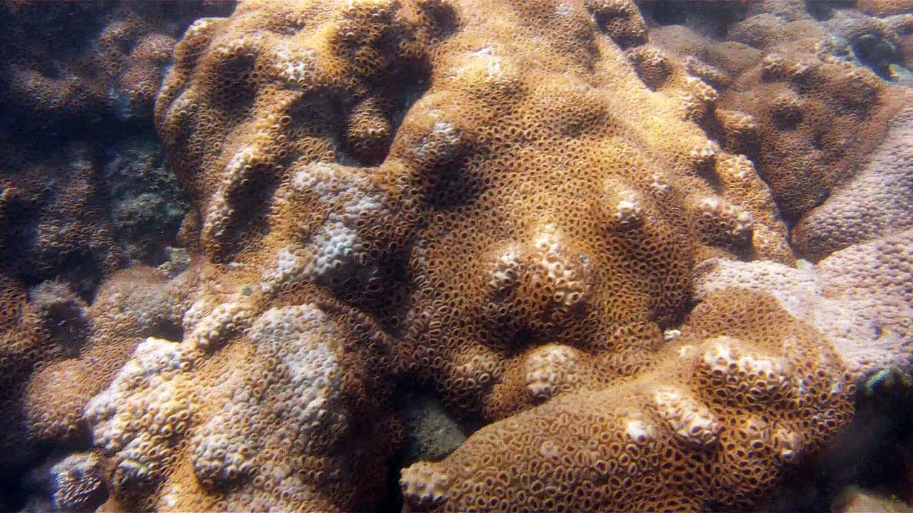 Apneia, mergulho contemplativo, Ubatuba, SP, Brasil, Marcelo Ambrogi, ILha do Prumirim, Litoral Norte, Ilhas e mares,