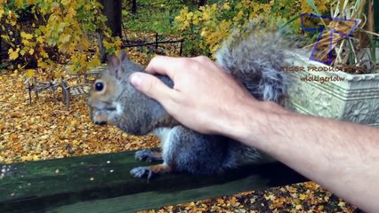 The most humorous and ridiculous ANIMAL videos @6 - Funny animal compilation - W_HD