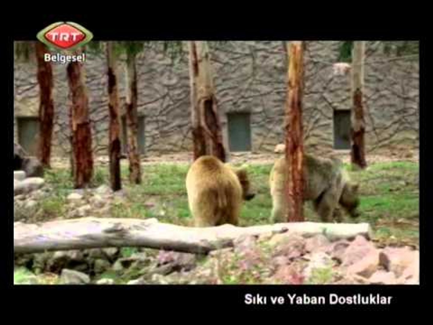 Sıkı ve Yaban Dostluklar 03