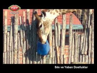 Sıkı ve Yaban Dostluklar 04