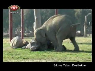 Sıkı ve Yaban Dostluklar 02