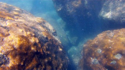 Apneia, mergulho contemplativo, Ubatuba, SP, Brasil, Marcelo Ambrogi, ILha do Prumirim, Litoral Norte, Ilhas e mares,