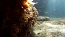 Apneia, mergulho contemplativo, Ubatuba, SP, Brasil, Marcelo Ambrogi, ILha do Prumirim, Litoral Norte, Ilhas e mares,