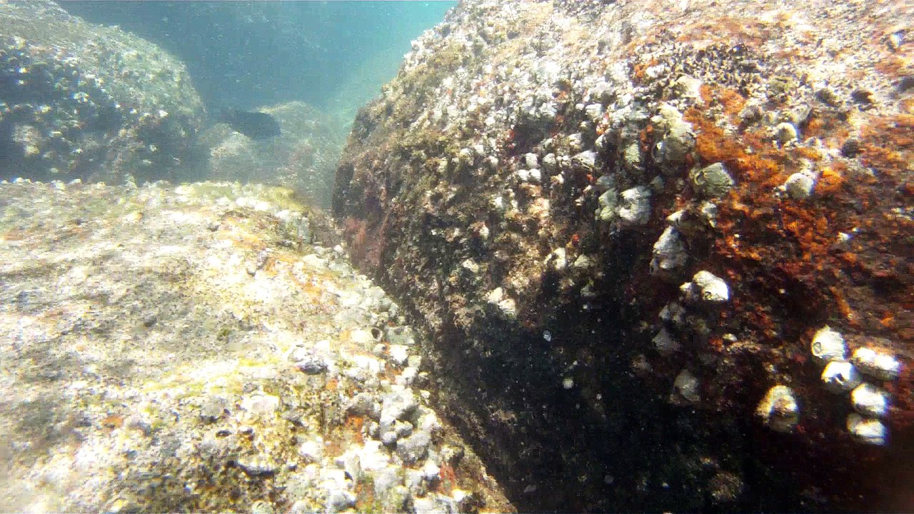 Apneia, mergulho contemplativo, Ubatuba, SP, Brasil, Marcelo Ambrogi, ILha do Prumirim, Litoral Norte, Ilhas e mares,