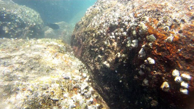 Apneia, mergulho contemplativo, Ubatuba, SP, Brasil, Marcelo Ambrogi, ILha do Prumirim, Litoral Norte, Ilhas e mares,