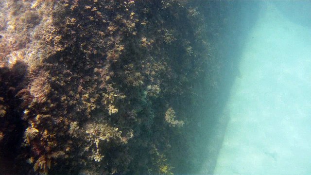 Apneia, mergulho contemplativo, Ubatuba, SP, Brasil, Marcelo Ambrogi, ILha do Prumirim, Litoral Norte, Ilhas e mares,