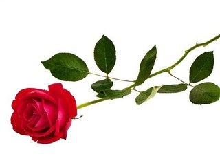 Can You Really Fall In Love With An Absolute Stranger?