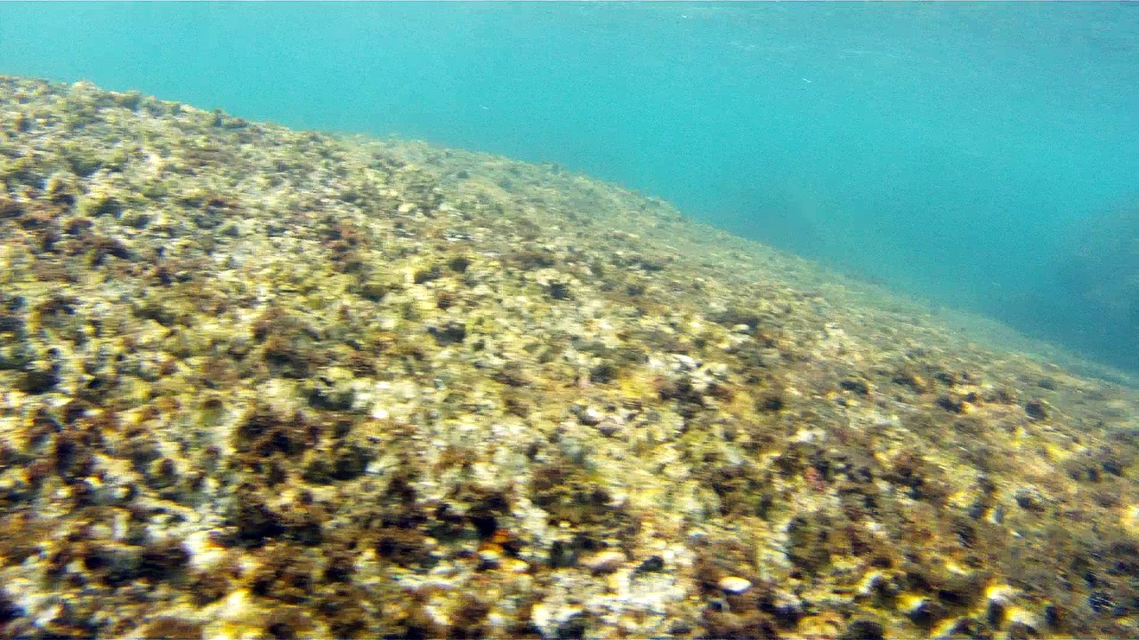 Apneia, mergulho contemplativo, Ubatuba, SP, Brasil, Marcelo Ambrogi, ILha do Prumirim, Litoral Norte, Ilhas e mares,