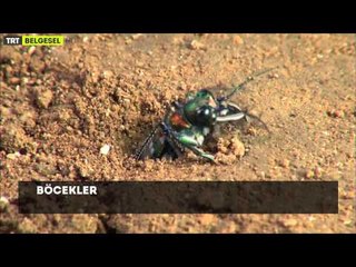 Böcekler - Fragman - TRT Belgesel
