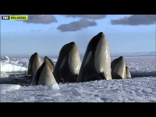 Donmuş Gezegen - Fragman | TRT Belgesel