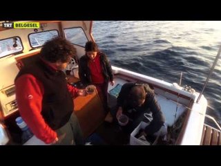 Kaçan Balık Büyük Olur - 5. Bölüm Fragman | TRT Belgesel