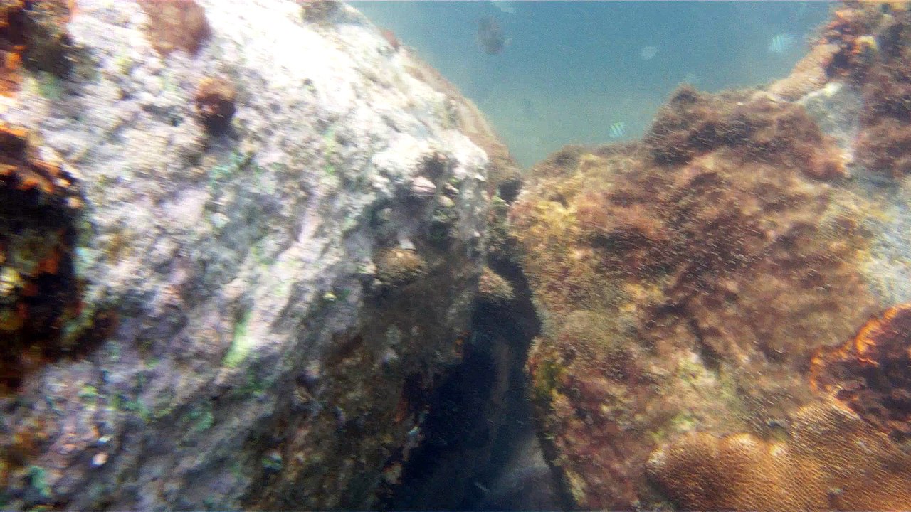 Apneia, mergulho contemplativo, Ubatuba, SP, Brasil, Marcelo Ambrogi, ILha do Prumirim, Litoral Norte, Ilhas e mares,