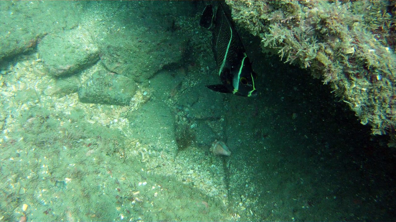 Apneia, mergulho contemplativo, Ubatuba, SP, Brasil, Marcelo Ambrogi, ILha do Prumirim, Litoral Norte, Ilhas e mares,