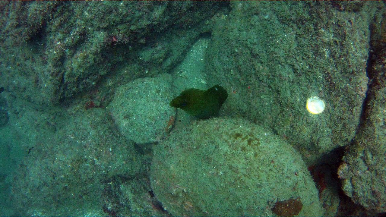 Apneia, mergulho contemplativo, Ubatuba, SP, Brasil, Marcelo Ambrogi, ILha do Prumirim, Litoral Norte, Ilhas e mares,