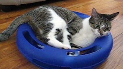 We never want Cat Day to end!