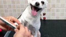 Dem Hund die Nägel feilen :D