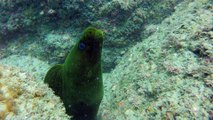 Apneia, mergulho contemplativo, Ubatuba, SP, Brasil, Marcelo Ambrogi, ILha do Prumirim, Litoral Norte, Ilhas e mares,