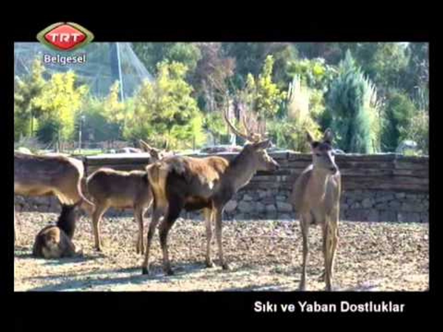 Sıkı ve Yaban Dostluklar 3