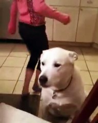 BLAH, BLAH, BLAH! Human...you talk too much!