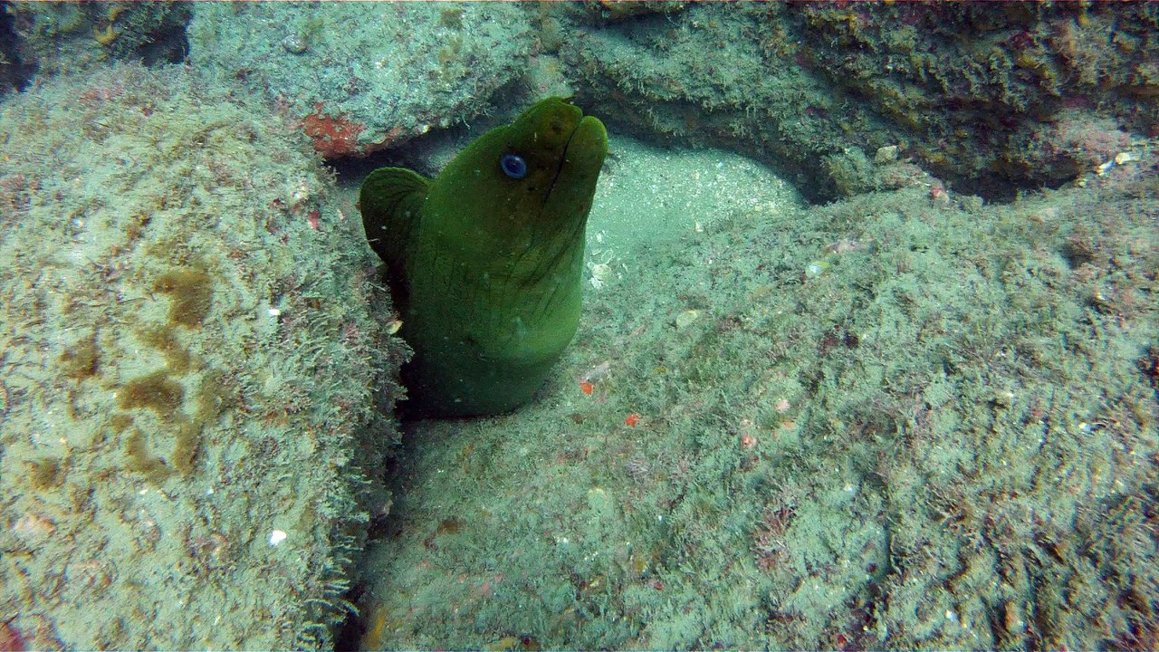 Apneia, mergulho contemplativo, Ubatuba, SP, Brasil, Marcelo Ambrogi, ILha do Prumirim, Litoral Norte, Ilhas e mares,