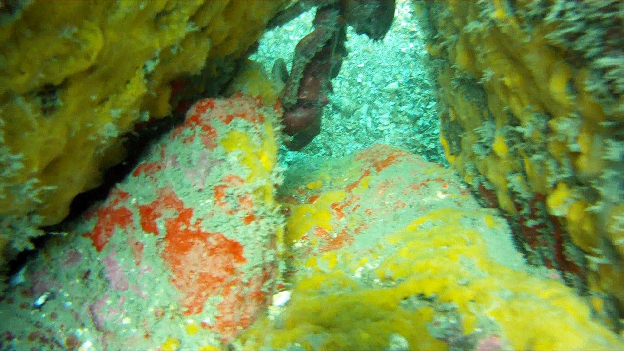 Apneia, mergulho contemplativo, Ubatuba, SP, Brasil, Marcelo Ambrogi, ILha do Prumirim, Litoral Norte, Ilhas e mares,