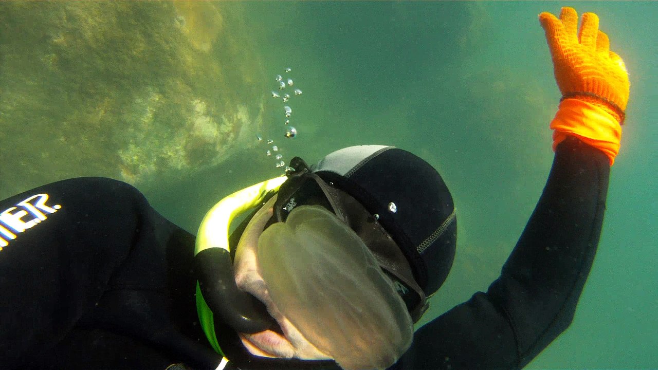 Apneia, mergulho contemplativo, Ubatuba, SP, Brasil, Marcelo Ambrogi, ILha do Prumirim, Litoral Norte, Ilhas e mares,