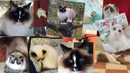 Simon's Cat Logic - Things You Didn't Know About Ragdolls!