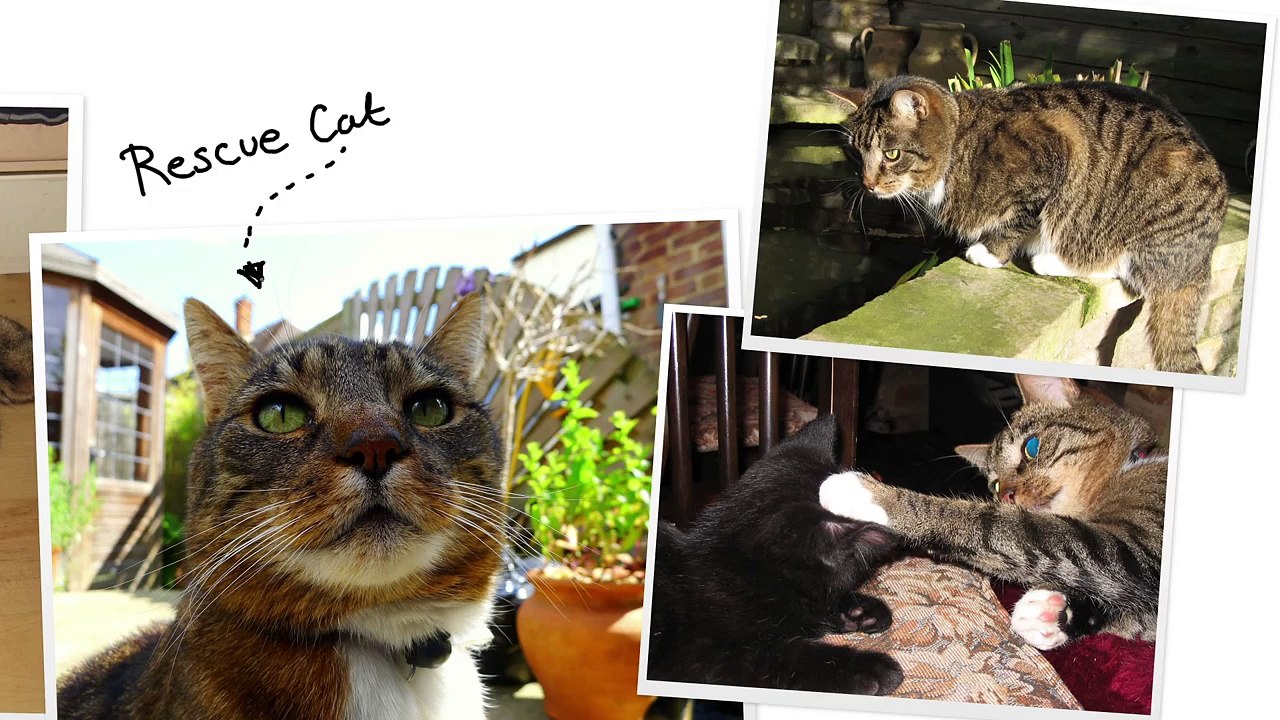 Simon's Real Cats