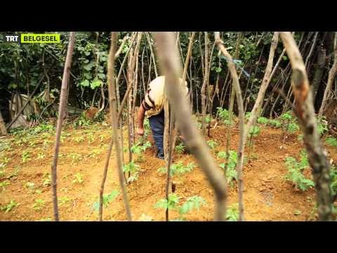 Tatlı Hayat - 1. Bölüm İstanbul Fragman | TRT Belgesel