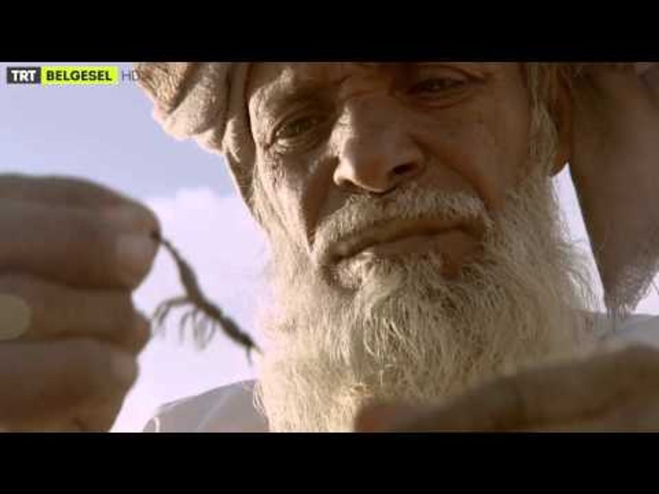 Yeni Yayın Dönemi - Wild Arabia Arabistan'ın Vahşi Doğası - TRT Belgesel