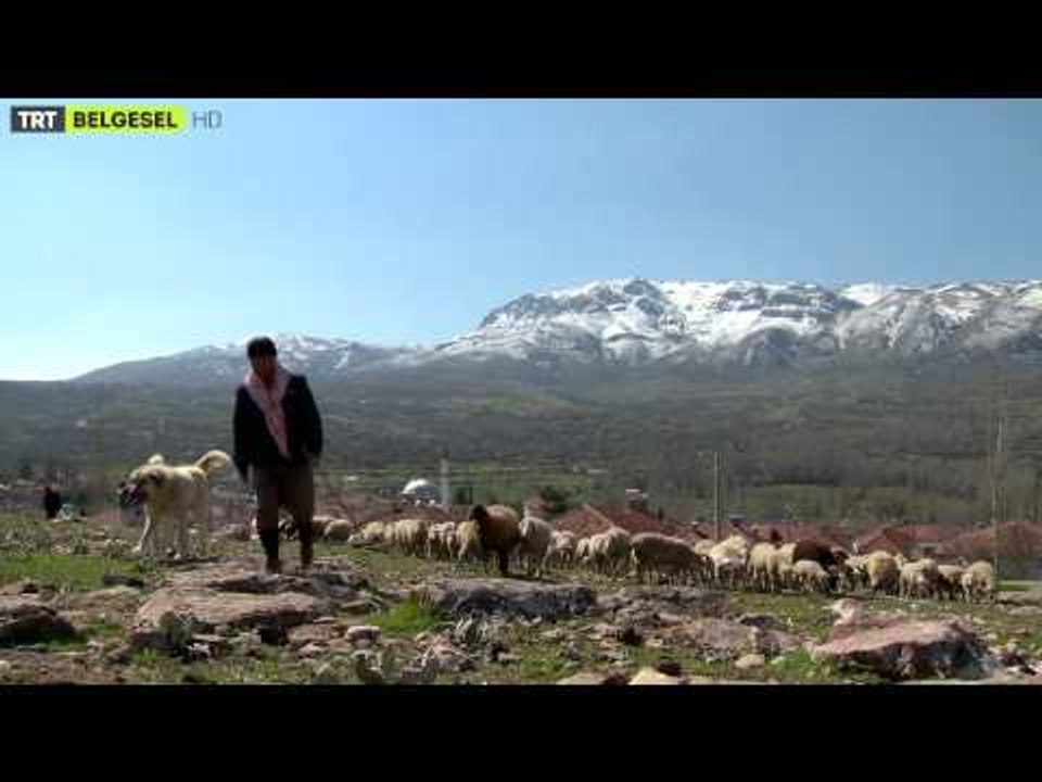 Anadolu'nun Mirası - 4. Bölüm Fragman - TRT Belgesel