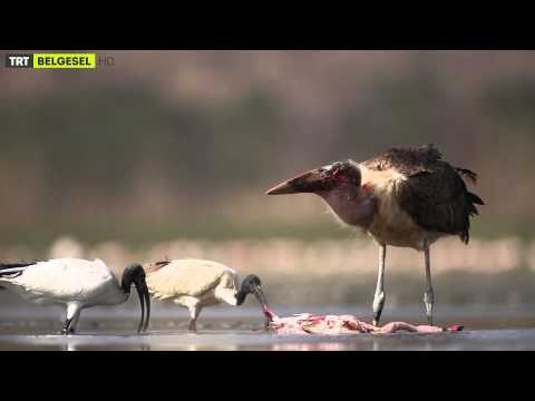 Yabancı Hayatı Keşfet - 10. Bölüm - TRT Belgesel