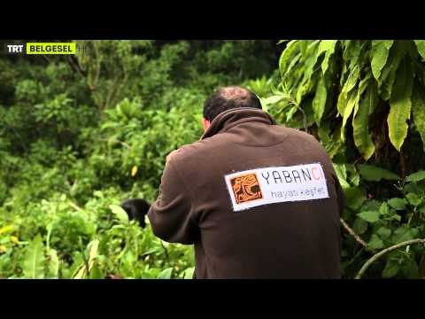 Yabancı Hayatı Keşfet - 1. Bölüm - TRT Belgesel