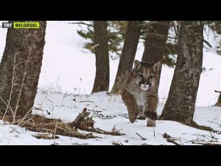 Puma Kurda Karşı - Fragman - TRT Belgesel