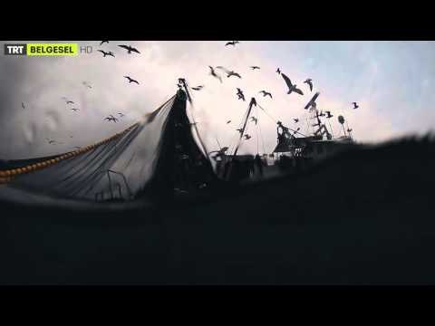 Kıyı Öyküleri - 2. Bölüm Fragman - TRT Belgesel