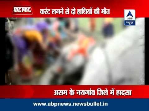 Assam: Two elephants die in fatal electrocution