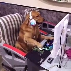 Meu cachorro usando o computador, kkkkkkkkk