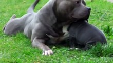 Father and son Pitbull