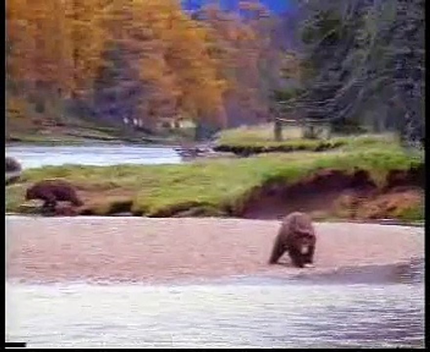 fight between man and bear