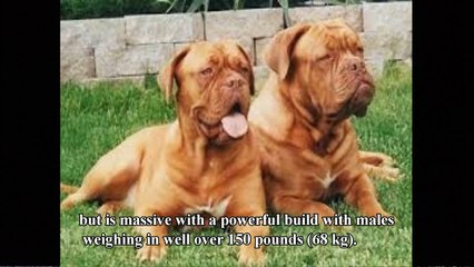 Top 10 Of The World’s Largest Dog Breeds You’d Wish You Own 2016