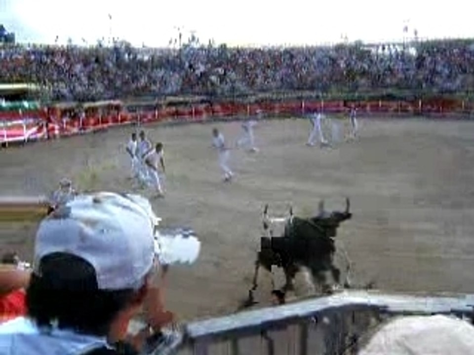 course camarguaise