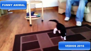 Cats Scared of Moving Carpets Compilation 2016