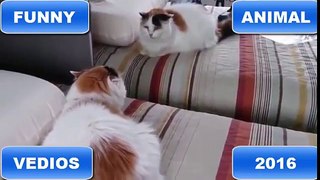 Cats vs Mirrors Compilation 2016