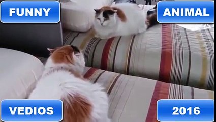 Cats vs Mirrors Compilation 2016