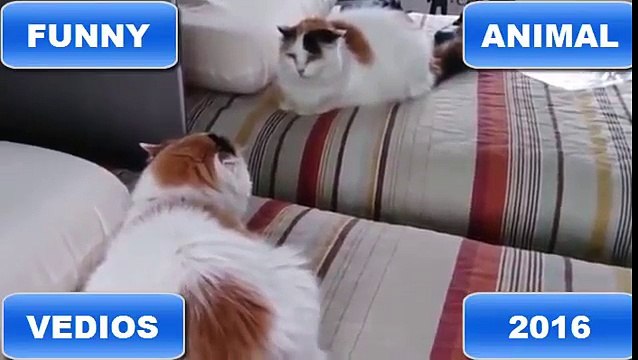 Cats vs Mirrors Compilation 2016