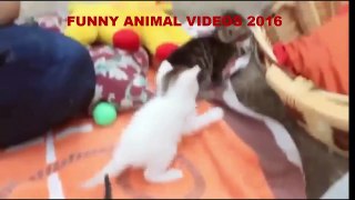 Crazy Cats A Cute Animal Videos Compilation VIDEO 2016