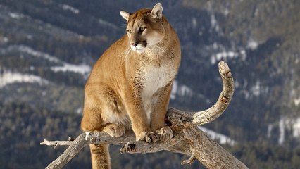 Top 10 Most Dangerous Desert Animals