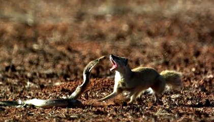 Chồn trằng và Rắn hổ mang chưa biết con nào ăn thịt con nào?